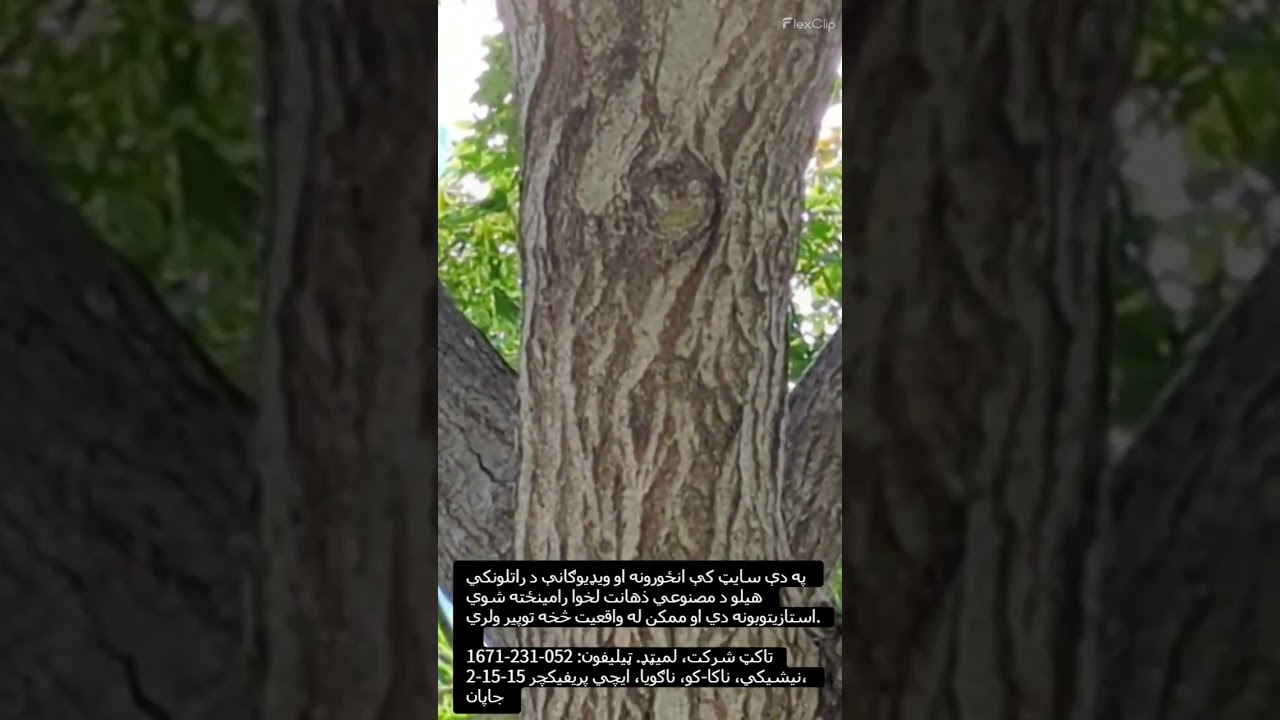 AI generated videos283パシュト語 #cram #software #採用ムービー